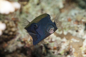 Obraz na płótnie Canvas Bluetail Boxfish,Trunkfish - Ostracion cyanurus
