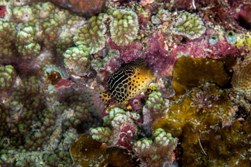 Naklejka na ściany i meble Striped Boxfish - Ostracion solorensis