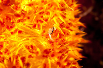 tiny Crab on Soft Coral