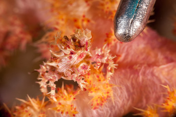 Dendronephthya Crab - Hoplophrys oatesii