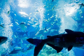 Fototapeta premium aquarium in thailand , sea creatures 
