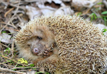 A hedgehog is playing outside