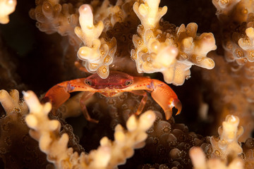 Coral Crab, Tetralia sp.