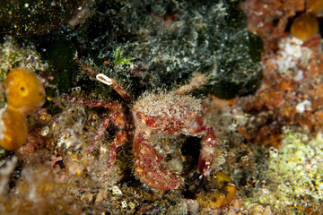 Crab on Corals