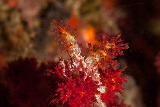 Dendronephthya Crab - Hoplophrys Oatesii