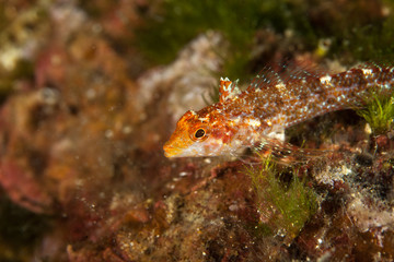 yellow black faced blenny, Tripterygion delaisi