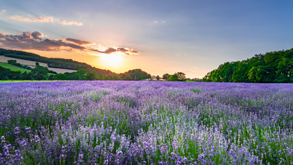 Plakat Sunset over lavender field