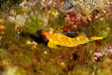yellow black faced blenny, Tripterygion delaisi