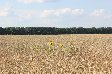 Sunflowers in the middle of wheat field
