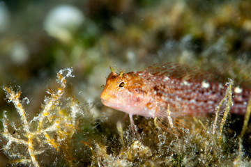 yellow black faced blenny, Tripterygion delaisi