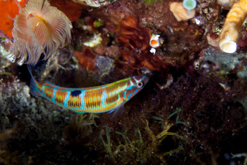 ornate wrasse, Thalassoma pavo