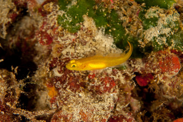 golden goby, Gobius auratus