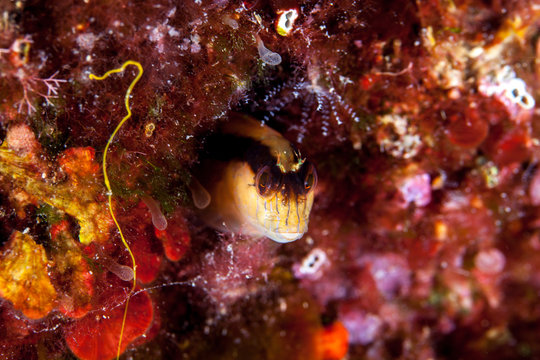 longstriped blenny, Parablennius rouxi