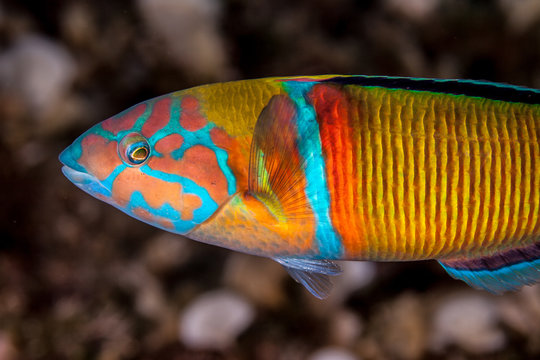 ornate wrasse, Thalassoma pavo