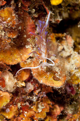 Cratena peregrina, commonly called the 