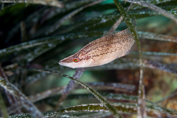The pointed-snout wrasse, Symphodus rostratus, is a species of wrasse native to coastal waters of the Mediterranean Sea
