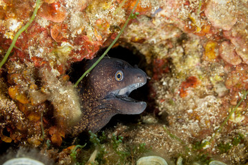 The Mediterranean moray (sometimes also called Roman eel, Muraena helena)