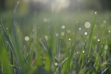 grass with water drops