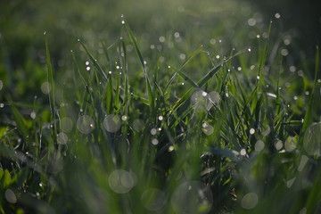 dew on the grass