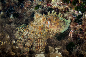 The common octopus (Octopus vulgaris) is a mollusc belonging to the class Cephalopoda.