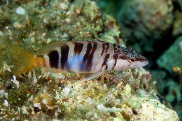 Obraz na płótnie Canvas The painted comber (Serranus scriba) is a subtropical marine fish