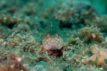 The Atlantic lizardfish (Synodus saurus), is a species of lizardfish that primarily lives in the Eastern Atlantic.