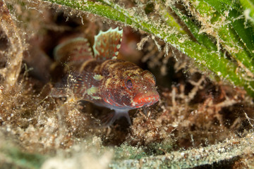 Gobius cruentatus, the Red-mouthed goby, is a species of goby native to the Eastern Atlantic Ocean