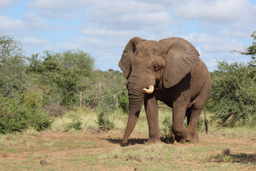 Afrikanischer Elefant / African elephant / Loxodonta africana