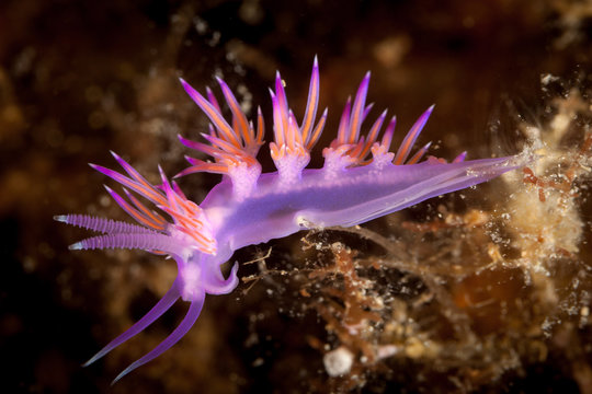 Flabellina affinis is a species of sea slug, an aeolid nudibranch, a marine gastropod mollusk in the family Flabellinidae.