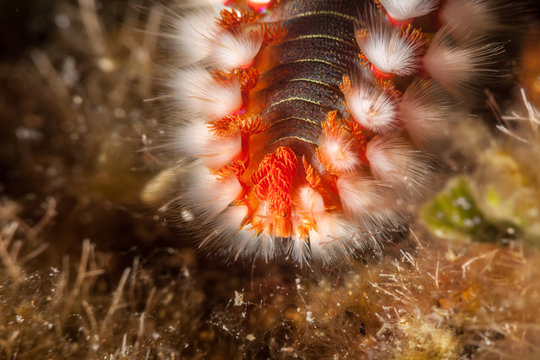 The bearded fireworm (Hermodice carunculata) is a type of marine bristleworm belonging to the Amphinomidae family, native to the tropical Atlantic Ocean and the Mediterranean Sea.