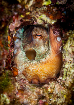 The common octopus (Octopus vulgaris) is a mollusc belonging to the class Cephalopoda.