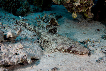Beautford's Crocodilefish (Crocodile Flathead) - Cymbacephalus beauforti
