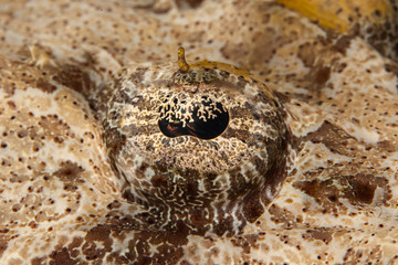 Beautford's Crocodilefish (Crocodile Flathead) - Cymbacephalus beauforti