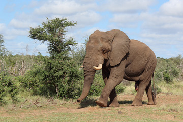 Afrikanischer Elefant / African elephant / Loxodonta africana