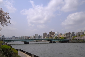 Obraz premium 隅田川と桜と橋の風景