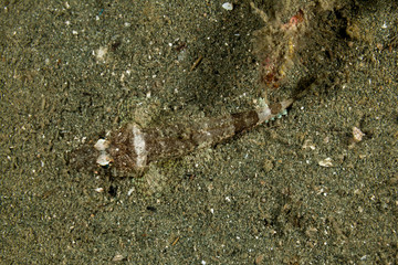 Crocodilefish, Cymbacephalus beauforti