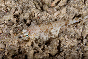 Juvenile Crocodilefish, Cymbacephalus beauforti