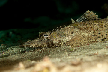 Crocodilefish, Cymbacephalus beauforti