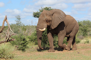 Afrikanischer Elefant / African elephant / Loxodonta africana