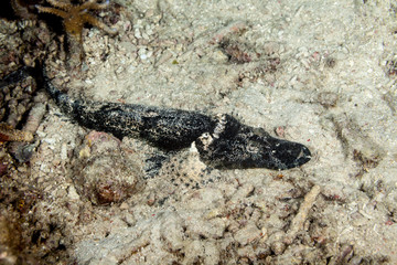Black Crocodilefish, Cymbacephalus beauforti