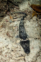 Black Crocodilefish, Cymbacephalus beauforti