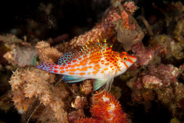 The longnose hawkfish, Oxycirrhites typus, is a species of hawkfish