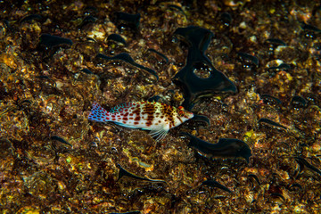 Coral hawkfish is a species of hawkfish