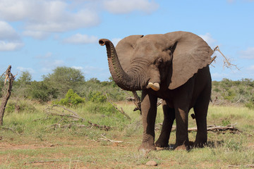Afrikanischer Elefant / African elephant / Loxodonta africana