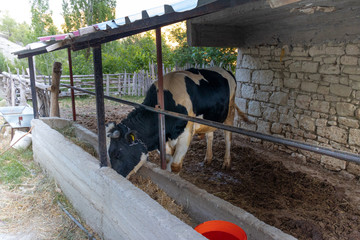 bull feeding in green trees