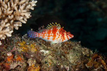Fototapeta na wymiar Coral hawkfish is a species of hawkfish