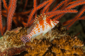 Coral hawkfish is a species of hawkfish