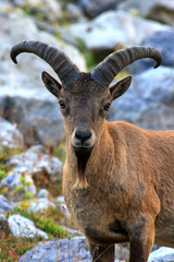 Caucasus. Bezengi gorge. Mountain goat.