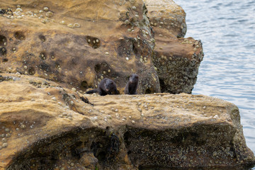 American mink, Neovison vison, looking through hole and running/walking along coastal rocks searching for crabs during a sunny afternoon in summer, July, Scotland.