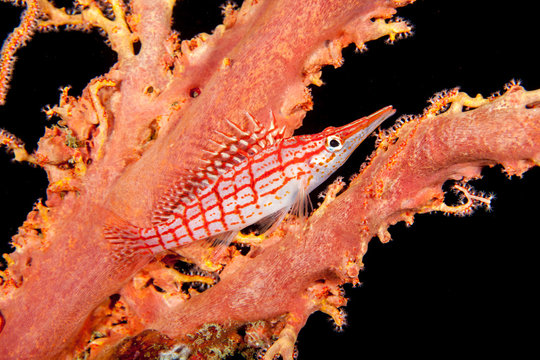 The longnose hawkfish, Oxycirrhites typus, is a species of hawkfish